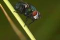 Beautiful fly close-up in the nature. Macro shot Royalty Free Stock Photo