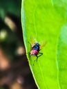 Beautiful Fly  collor macro red head green fly Macro Royalty Free Stock Photo