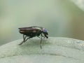 Beautiful fly with rainbow eyes Royalty Free Stock Photo