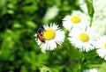 Beautiful fly on white flower , Lithuania Royalty Free Stock Photo