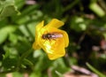 Beautiful fly in yellow flower, Lithuania Royalty Free Stock Photo