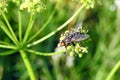 Beautiful fly on yellow plant , Lithuania Royalty Free Stock Photo