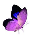 Beautiful flyhing blue and purple wings butterlfy with fully win