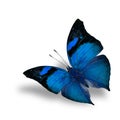 The beautiful flying blue butterfly on white background wiith sh