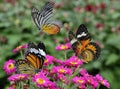 Beautiful flying butterflies, Leopard Lacewing Panited Jezebel a
