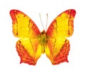 Beautiful flying butterfly, Common Cruiser vindula erota with fully wings stretching isolated on white background, amazing