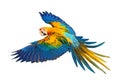 Beautiful flying Camelot Macaw parrot isolated on white background.