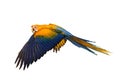 Beautiful flying Camelot Macaw parrot isolated on white background.