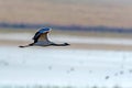 Beautiful flying demoiselle crane or Grus virgo