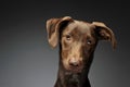 beautiful flying ears mixed breed dog portrait in graybackground