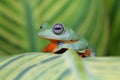 Beautiful flying frog lonely