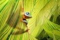 Beautiful flying frogs among the green leaves