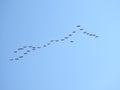 Flying goose birds in blue sky, Lithuania Royalty Free Stock Photo