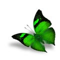 The beautiful flying green butterfly on white background Royalty Free Stock Photo