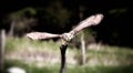 A beautiful flying grey horned owl