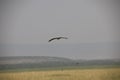 Beautiful flying hawk against a clear blue sky in Africa