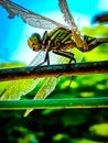 beautiful flying insect with its good eyes