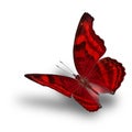 beautiful flying metal red butterfly on white background with soft shadow
