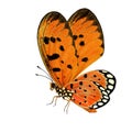 Beautiful orange butterfly, Tawny Coster Acraea terpsicore fully wings stretched isolated on white background, fascinated