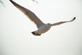 Beautiful flying posture of birds Royalty Free Stock Photo