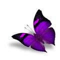 The beautiful flying purple butterfly on white background wiith
