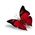 The beautiful flying red butterfly on white background wiith shadow beneath Royalty Free Stock Photo