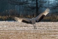 Red-crowned crane bird Royalty Free Stock Photo