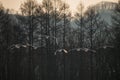 Red-crowned crane bird Royalty Free Stock Photo