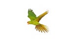 Beautiful flying Red-fronted Conure parrot isolated on white background. Royalty Free Stock Photo