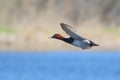 Male Redhead duck in flight against soft colors background Royalty Free Stock Photo