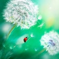 Beautiful flying red ladybird on a white dandelion. Fantastic magical image. Fabulous summer spring country.