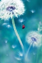 Beautiful flying red ladybug on a white dandelion. Fantastic magical image. Fabulous summer country.