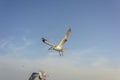 Beautiful flying seagulls Royalty Free Stock Photo