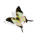 Beautiful Flying Yellow butterfly, Fivebar Swordtail Royalty Free Stock Photo