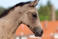 Beautiful Foal Portrait. Buckskin colored Quarter Horse Filly Royalty Free Stock Photo