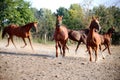 Beautiful foals playing in a pen on summer horse ranch