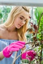 beautiful focused blonde girl in pink rubber gloves growing plants