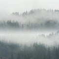 Beautiful Fog in Forest Royalty Free Stock Photo