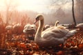 Beautiful foggy autumn scenery, A flock of swans