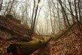 Beautiful foggy bare forest with sunbeam and a mossy fallen log in the foreground