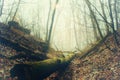 Beautiful foggy bare forest with sunbeam and a mossy fallen log in the foreground