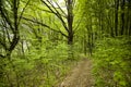 Beautiful foggy forest