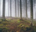 Beautiful foggy forest with pines