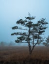 Foggy moor landscape