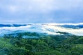 Beautiful foggy morning above tea plantation Royalty Free Stock Photo