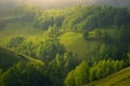 Beautiful foggy morning with soft light illuminating a forest of birch trees on a hill