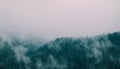 Beautiful foggy mystic mountains. Fog clouds at the pine tree my Royalty Free Stock Photo