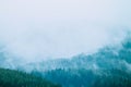 Beautiful foggy mystic mountains. Fog clouds at the pine tree my Royalty Free Stock Photo