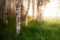 A beautiful foggy sunrise in a northern birch forest near Kuusamo