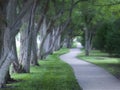 Beautiful Foggy Tree Lined Walking Path On Foggy M